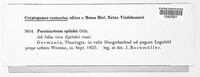 Pucciniastrum epilobii image